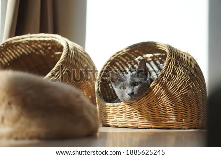 cat relaxing in a cat bed