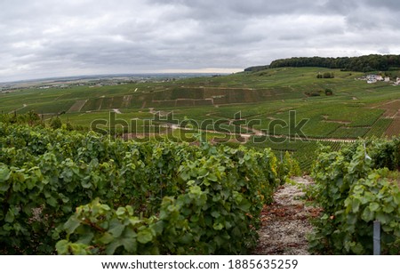 Landscape with green grand cru vineyards near Epernay, region Champagne, France in autumn rainy day. Cultivation of white chardonnay wine grape on chalky soils of Cote des Blancs.
