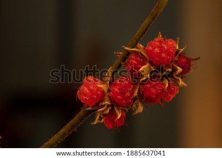 Reb berries of Rubus lambertianus. It is a flowering plant species in the genus Rubus found in Southern China, Taiwan, Japan, and Thailand