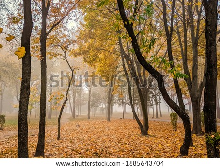the autumn in the forest

