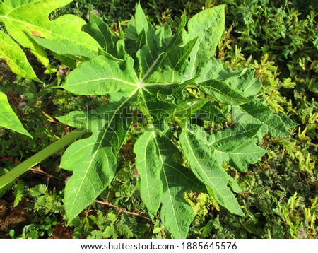 Papaya leaves that are still fresh and still young can be used for fresh vegetables