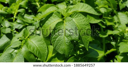 Green fresh leaves of potato (Solanum tuberosum) on bushes in the field (top view, texture).
