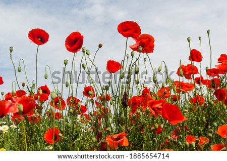 Beautiful blossom poppies in a low perspective view