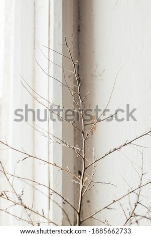 Still-life. photo of a dry branch on the background of the old vintage window side view