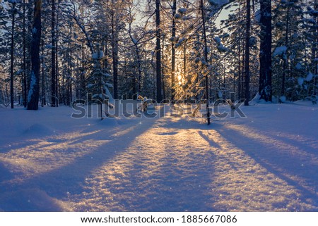 Winter landscape, winter forest, shrouded in the rays of the evening sun, the nature of the far north.