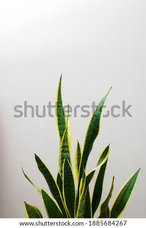 Green sansevieria. Green leaves at the bottom of the photo. White background. Photo for poster or decor