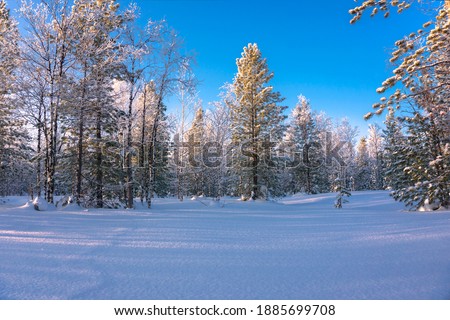 Winter landscape, winter forest, shrouded in the rays of the evening sun, the nature of the far north.