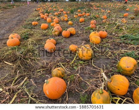 Pumpkins in halloween pumpkin patch