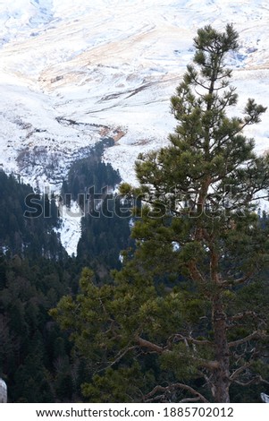 Green spruce branches and snow capped mountains in background. Evergreens, winter coniferous forest. Unity with nature. Vertical picture.