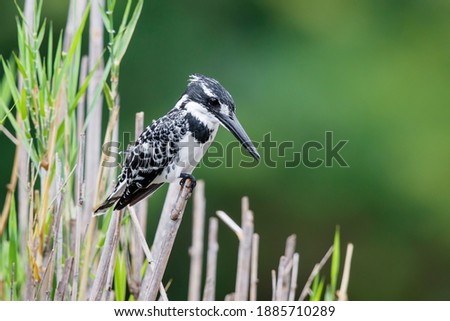 Pied kingfisher (Ceryle rudis) sitting in Kruger National Park in South Africa
 Royalty-Free Stock Photo #1885710289