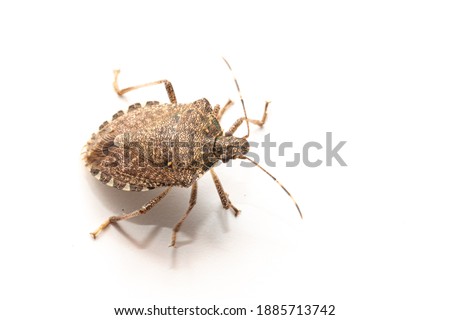 Macro bug isolated on white background Picromerus bidens.