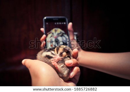 Sugar glider ( Petaurus breviceps ) on hands. Mirror selfie pet 
