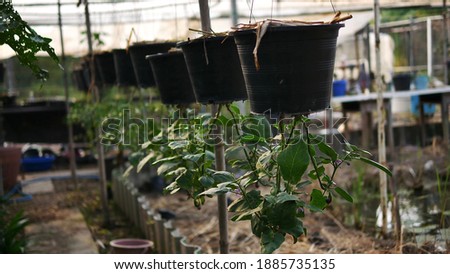 Upside Down Tomato Plants hanging from roof Royalty-Free Stock Photo #1885735135