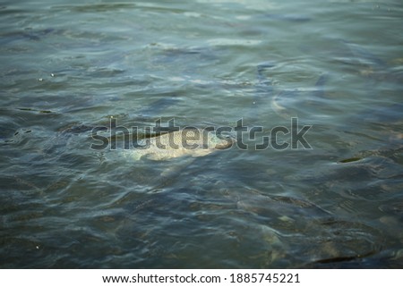 tropical fish feed on the water surface in the lake Sri Lanka island