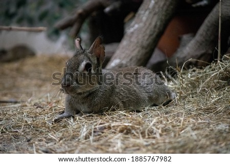 a rabbit like animal laying down in hay

