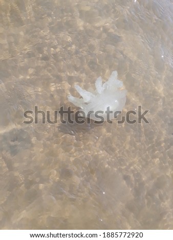 a picture of jellyfish at the beach