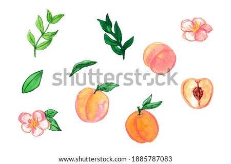 Peach and apricot painted with watercolor and color pencils and seamles for background or textile, paper prints