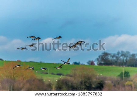 A skein of wild geese over the waters of Summer Leys nature reserve near Wellingborough UK in winter