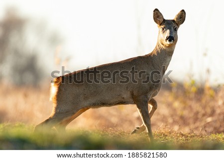 Roe deer in a open field at Bremerhaven