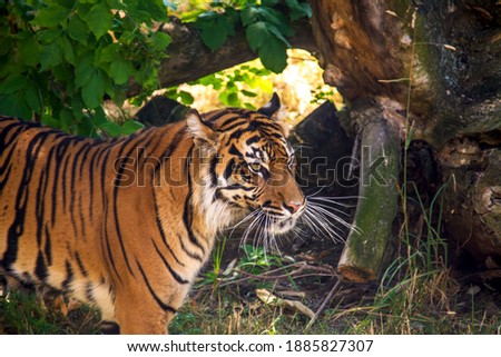 Royal Bengal Tiger, wildlife animals