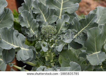 CONTAINER GROWN BROCCOLI PLANTS WITH SMALL CROWN AND SIDE SHOOTS