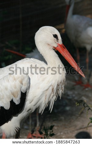 
The white stork is a bird ranging in size from 80 to 100 cm in length, with a wingspan of 200-220 cm and weighing from 2.5 to 4.5 kg. ... When the wings of a bird are folded, the flight feathers cove