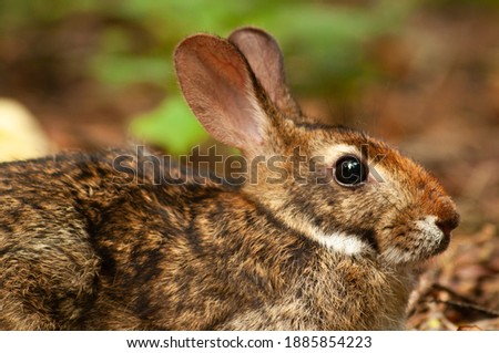 Sylvilagus Brasiliensis, the Tapeti, or also known as the Brazilian cottontail or forest cottontail in a rare picture