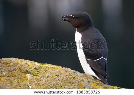 Razorbill calling with open beak and standing on a rock. Animal wildlife of Iceland. Black and white feathered seabird perched on a cliff from side view with copy space.