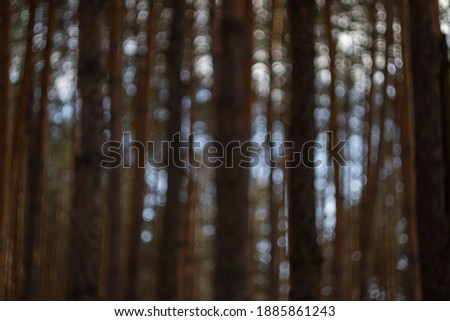 blurred background of pine forest in winter
