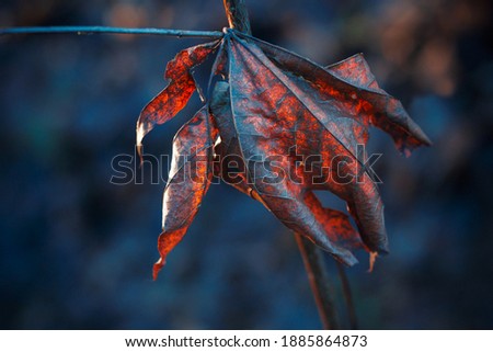 Picture of closeup of red autumn leave, blue blurred background