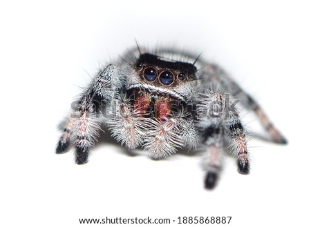 Closeup picture of a female of the regal jumping spider (Phidippus cf. regius; family Salticidae) from Florida (USA), a common pet arachnid photographed on white background.