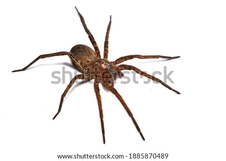 Closeup picture of a female of the giant fishing spider Ancylometes cf. bogotensis (Araneae: Ctenidae) from Nicaragua, photographed on white background.