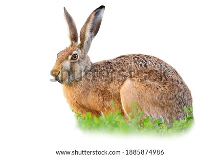 Brown hare, lepus europaeus, sitting in clover isolated on white background. Animal with long ears resting in green grass cut out on blank. Bunny looking on fresh grassland with copy space.