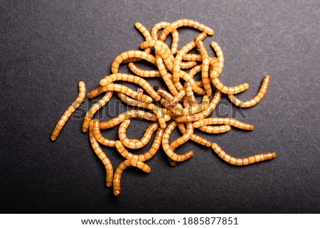 Group of golden mealworms viewed from above moving on a dark background, Tenebrio molitor Royalty-Free Stock Photo #1885877851
