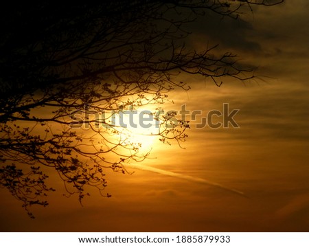 Golden sunset with tree silhouette