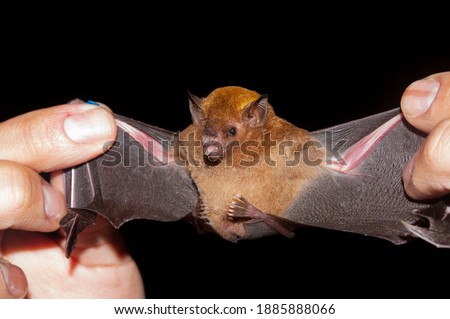 Pallas's long-tongued, a nectarivorous bat from the South and Central America, Glossophaga soricina.
You can see the long tongue outside the mouth in the picture