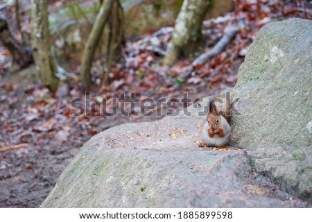 Squirrel on a stone eats nuts in winter. Copy space.