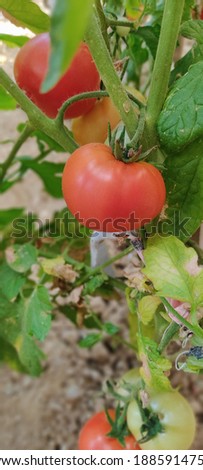 little garden.  My green world. Tomato.