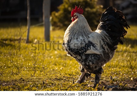 Beautiful Rooster standing on the grass in blurred nature green background.Concept like a boss. cool man.The winner.The greatest fighter.Rooster zodiac year.Year of rooster. Sunset
