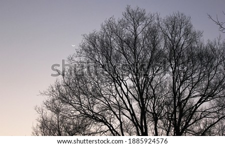 A photo of a tree silhouetted against the cloudless evening sky with the crescent moon visible.
