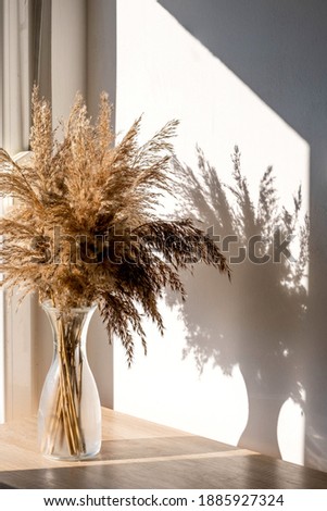 golden beige pampas grass stands in a glass vase on a wooden background in the rays of the setting sun, monochrome concept. Natural abstract background and frame
