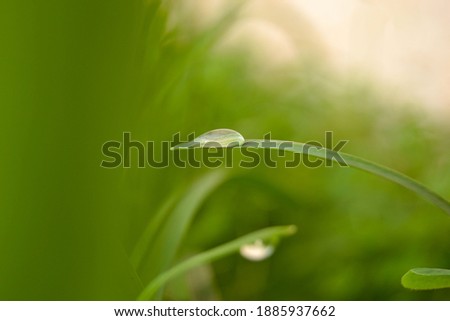 drop on green grass leaf. ecology, earth day, defocused background