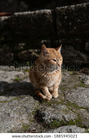 Photo of a beautiful orange cat sitting on a street during a sunny day