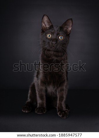 Cute black house cat kitten, looking intens to the camera. Isolated on a black background.