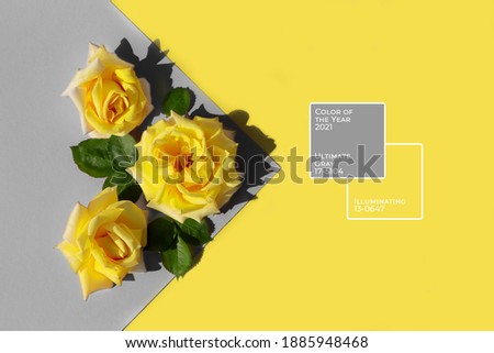 Yellow flower on gray background. Color of the year 2021. Illuminating and Ultimate Gray. Yellow and Gray background, web banner.