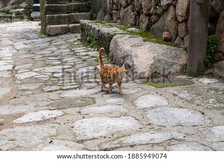 Photo of a beautiful orange cat walking on a street during a sunny day