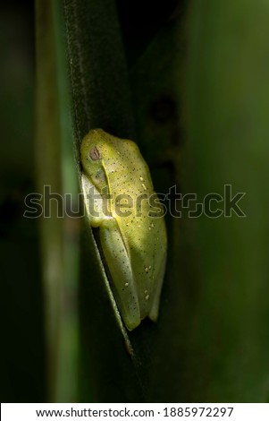 Beautiful macro image of a Boana albomarginata, resting on a leaf. Green frog from Brazilian forests.