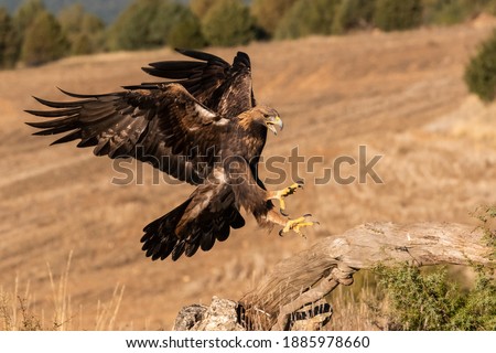 golden eagle flying aquila chrysaetos