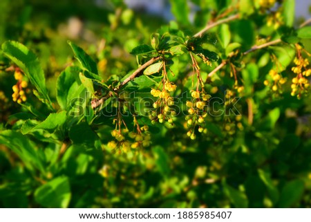 Barberry shrub blooms with yellow flowers and green leaves. Stock Photo