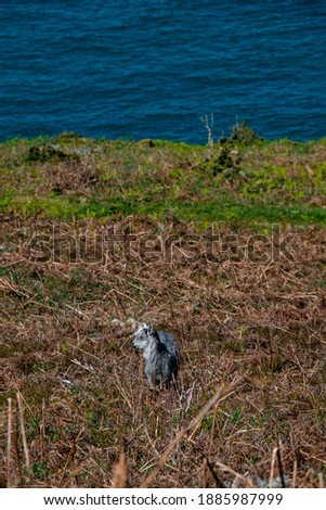 Wild goat roaming free in the coast line